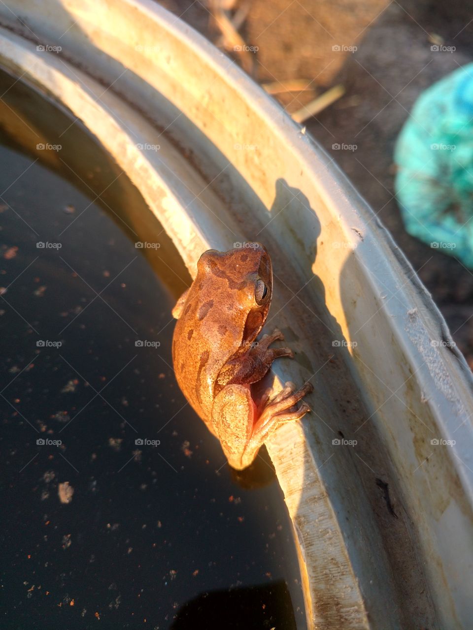 frog on the water drum