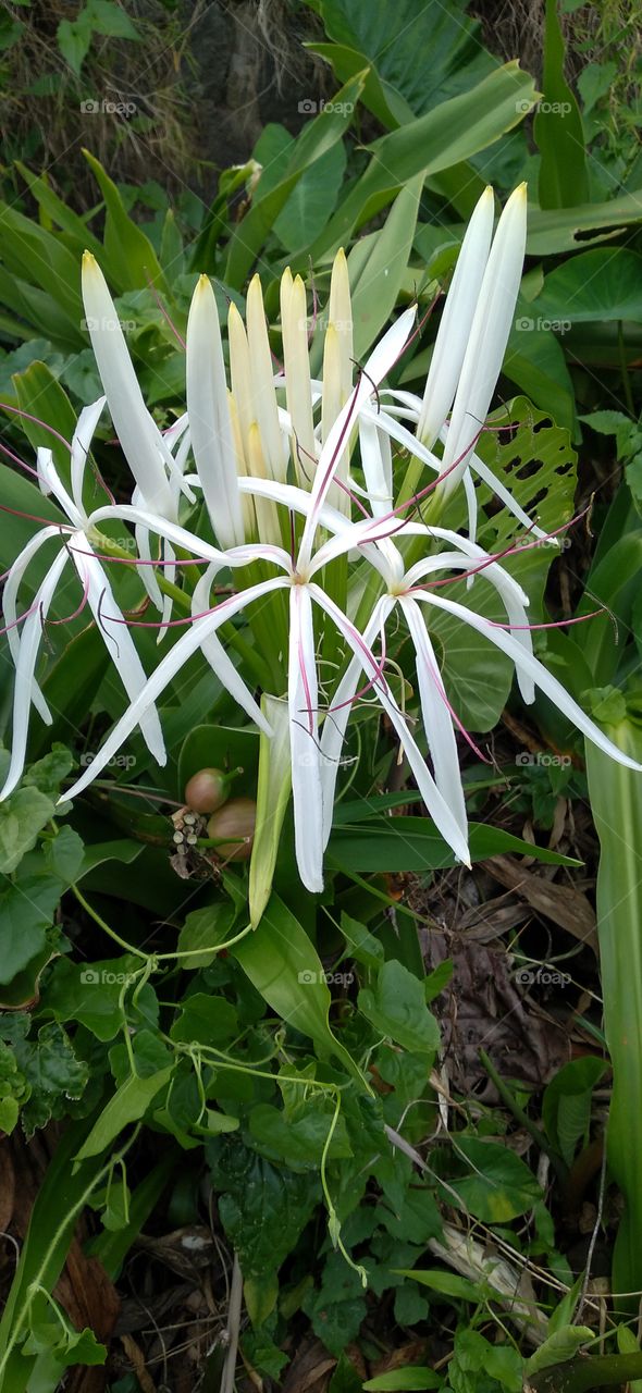 White lily or Crinum asiaticum Linn. is an ornamental plant that is very famous because of its very beautiful figure with white flowers