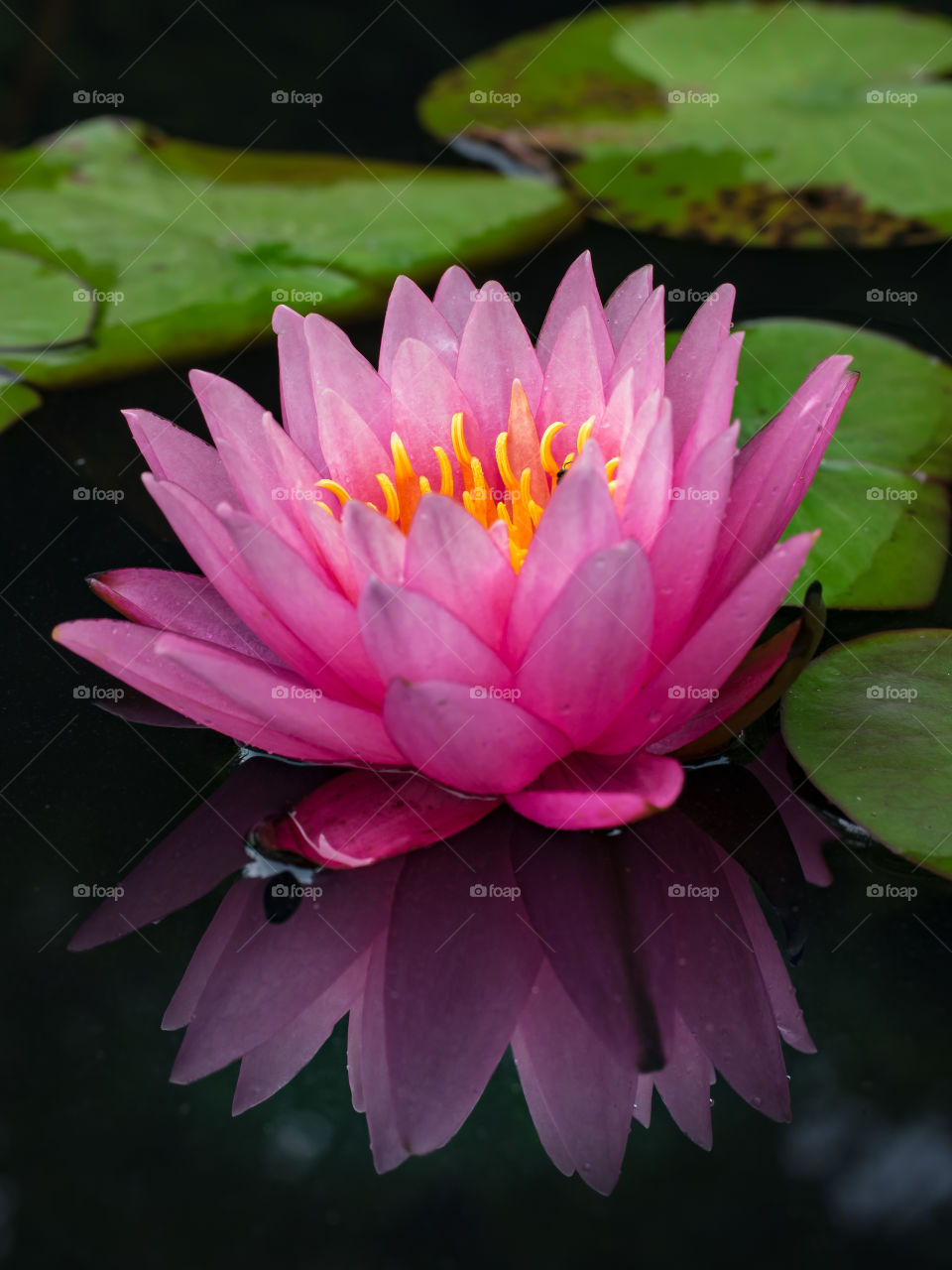 Day bloom waterlily "Supranee Pink"