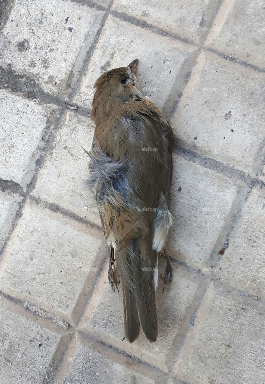 Sparrow dead