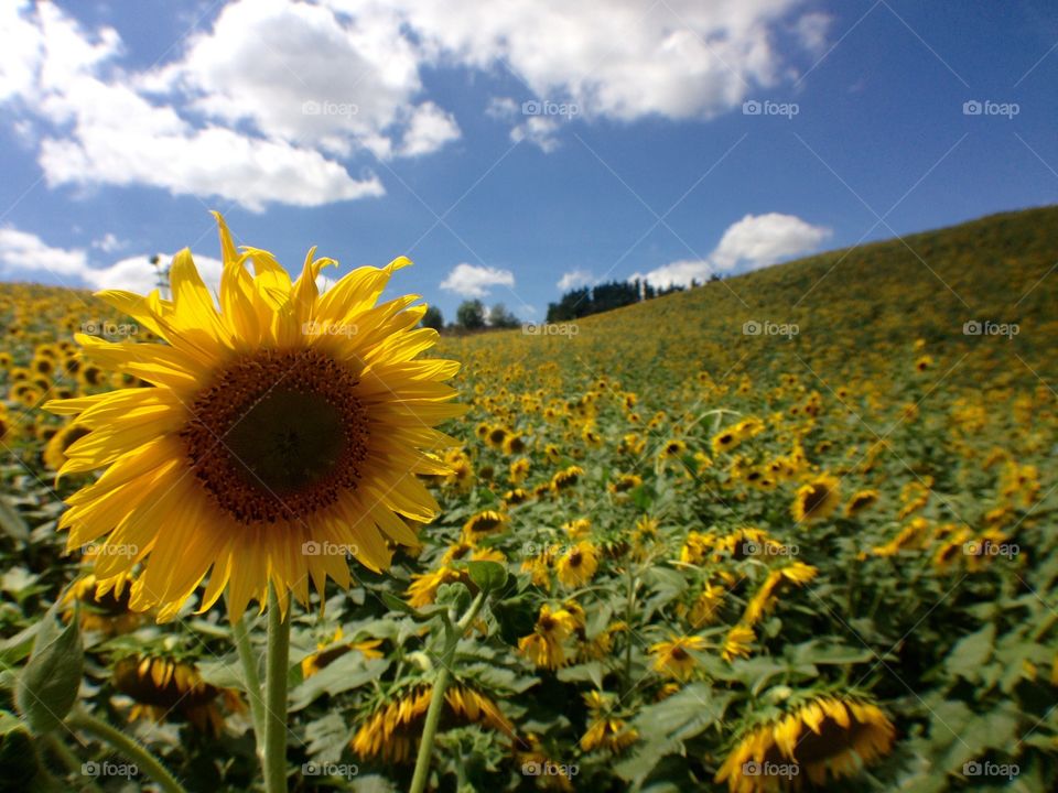 sunflower