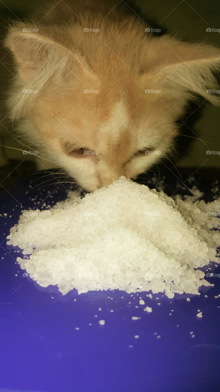 Kitten and salt