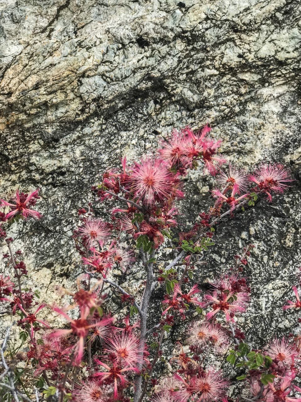 Nature Landscape - Desert flowers 