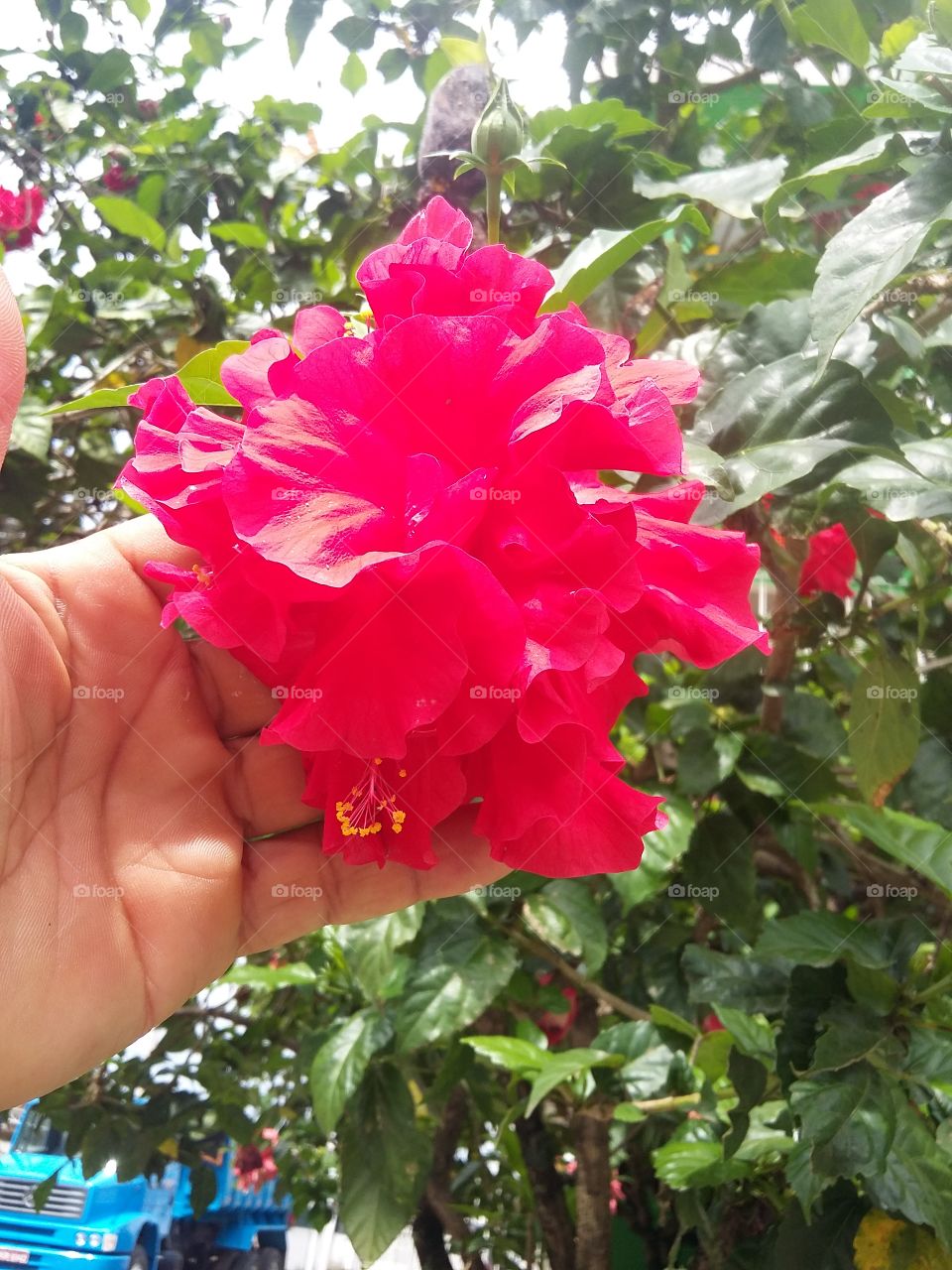 beautiful tropical flower.