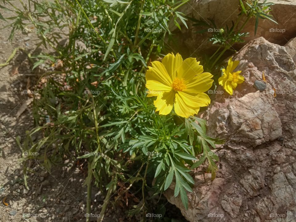 flower best yellow