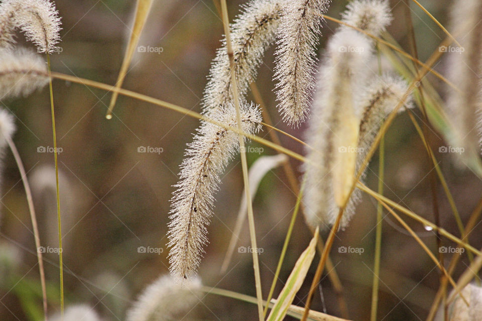 Harvesting crops in fall crisp air