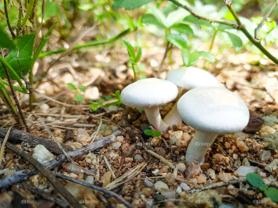 three mushrooms growing