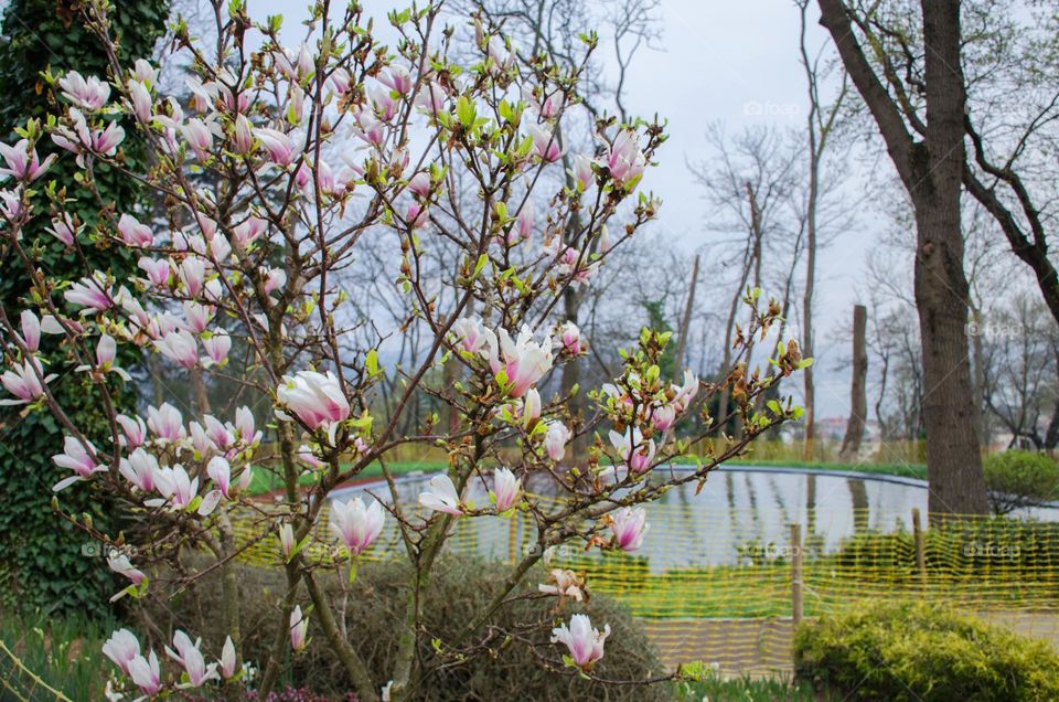 Beautiful Flowers and Plants in Emirgan Park, Istanbul, Turkey