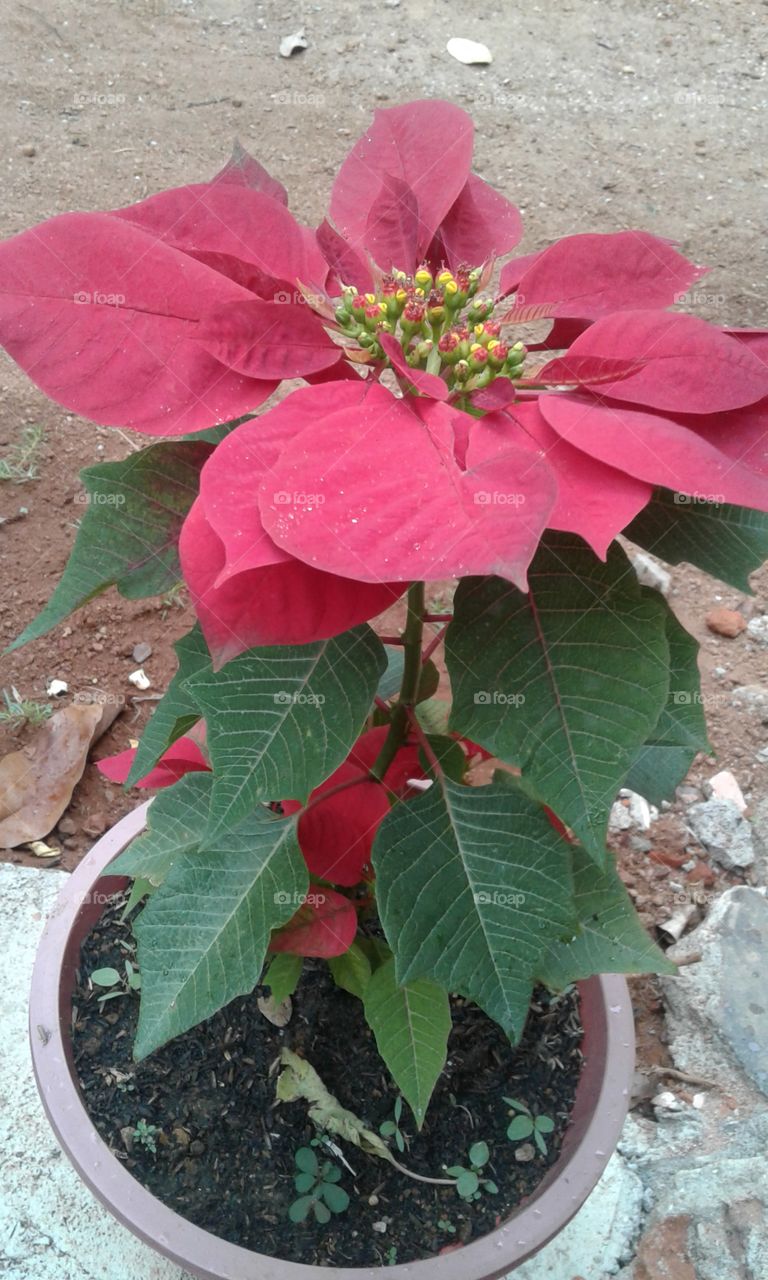 two coloured plant in near by the