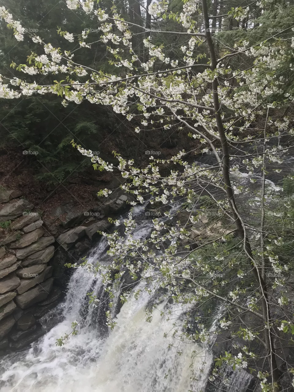 Sweet Arrow Falls in bloom