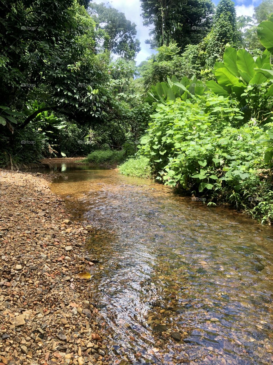 Rain forest Luquillo 