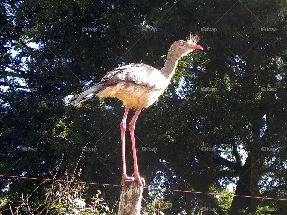 Brazilian seriema bird