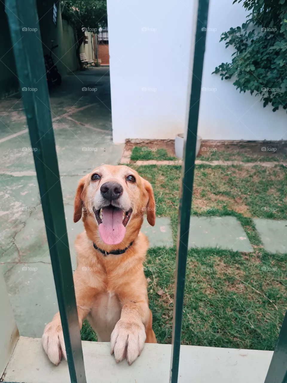 dog