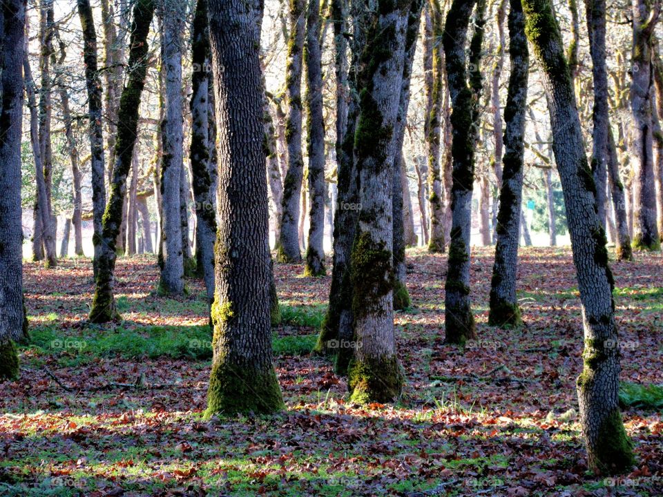 woods in the morning