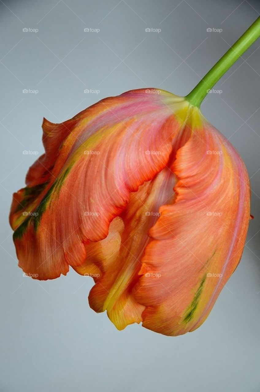 Big tulip