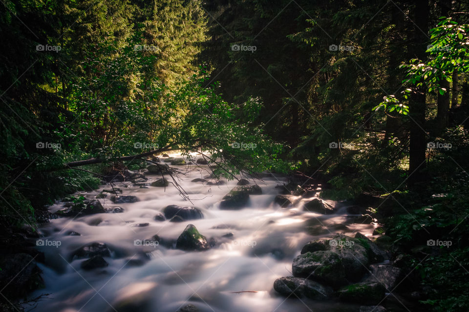 Lush green in Polish mountains 