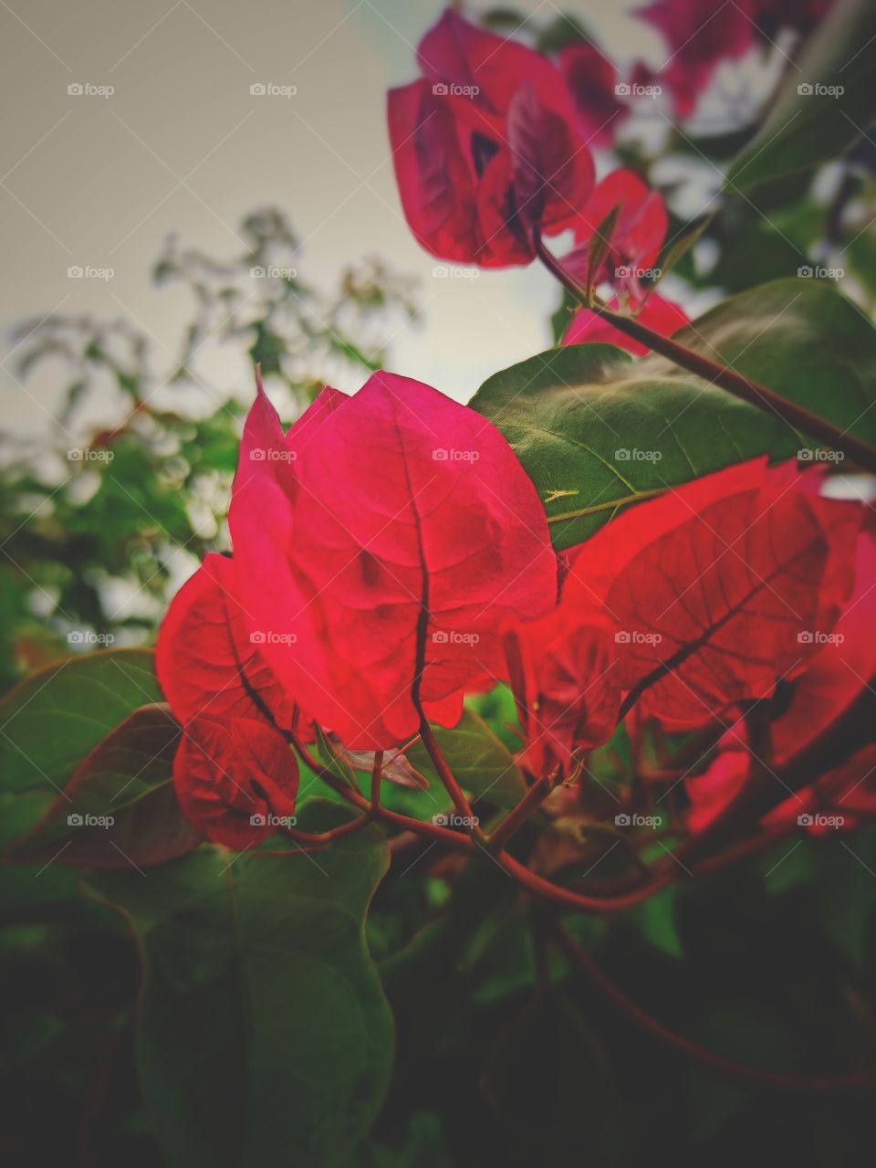 One of decorating flowers in my garden..