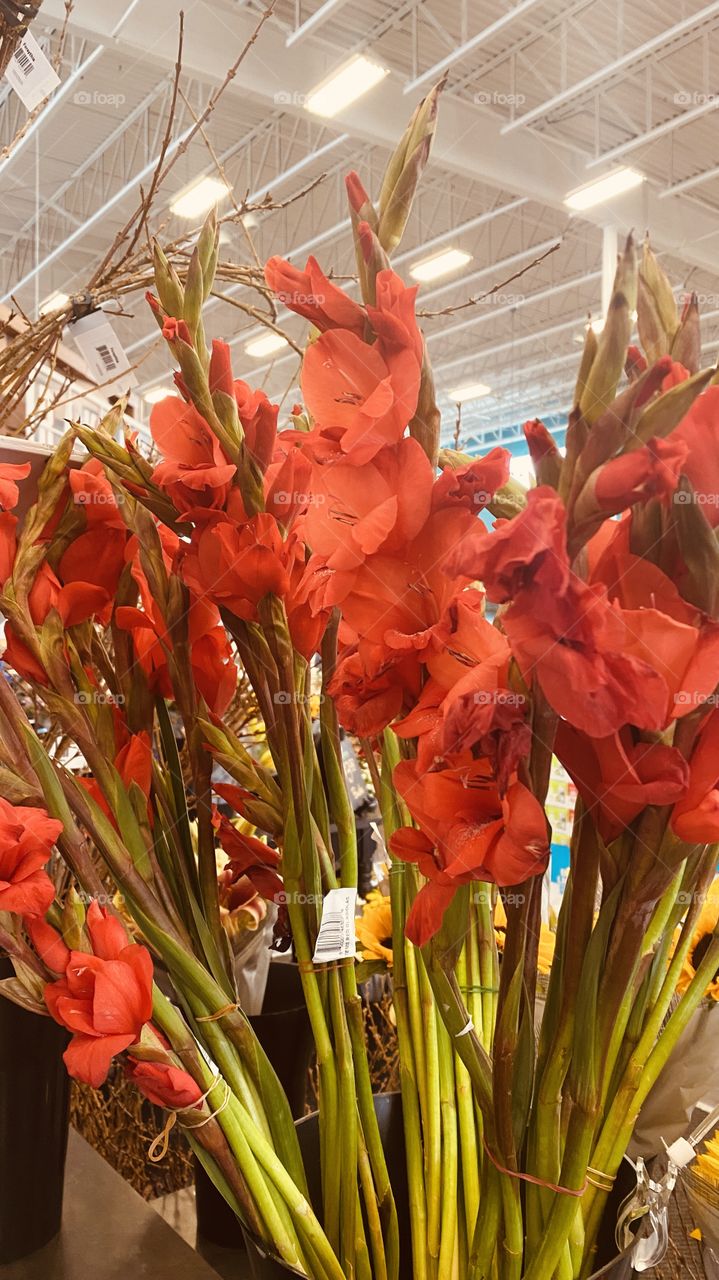 Beautiful fresh plants in Red. Tall Big Blooms