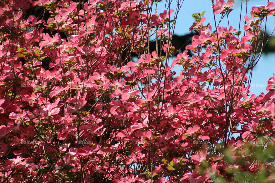 Close-up of a pink flower field