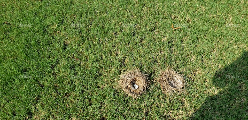 I usually find birds nests somewhere higher off the ground, not directly on it.