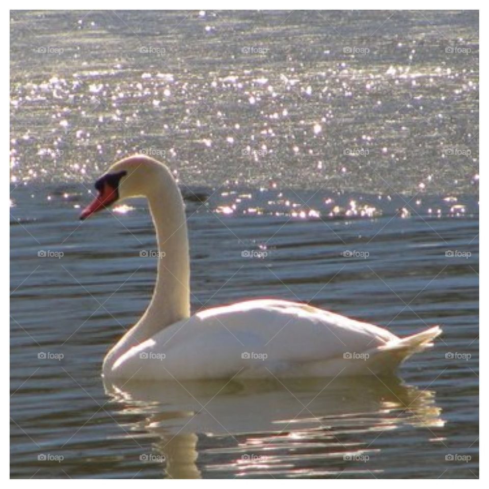 Swan and Glittering Ice