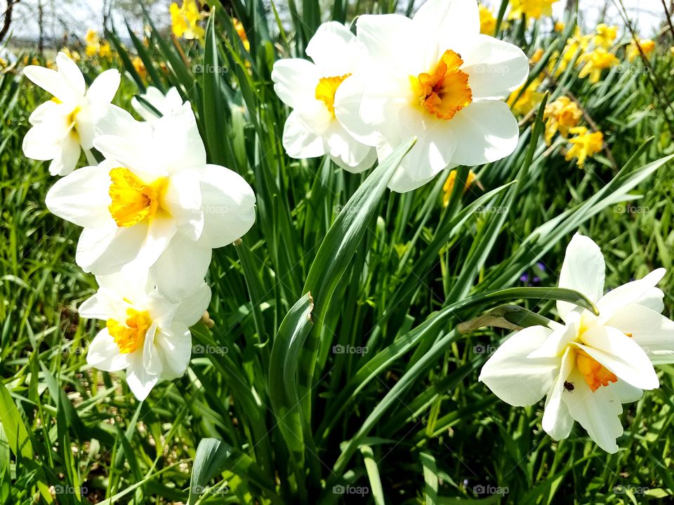 Loving the Spring Flowers in our Yard