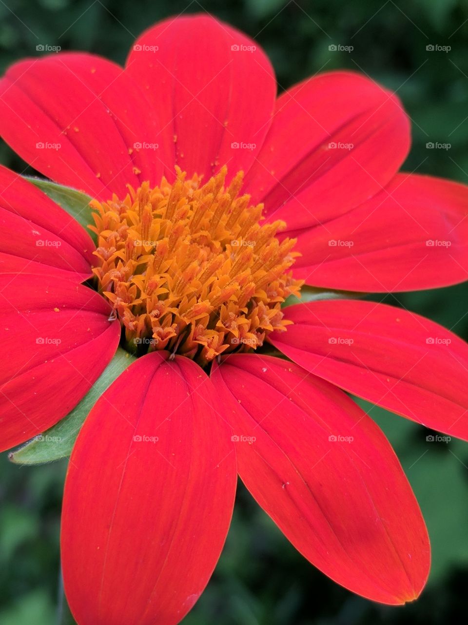 beautiful Mexican sunflower
