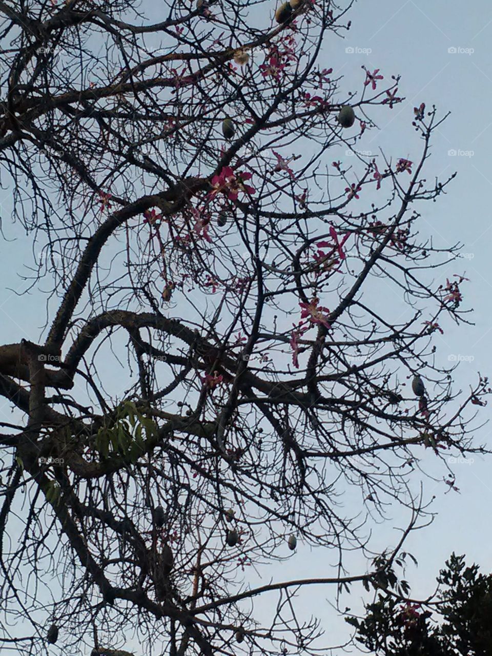 blooming egg tree