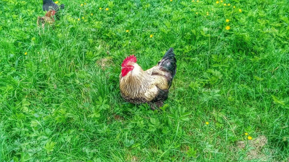 rooster, conbattimento, parade, ornamental, brasov,