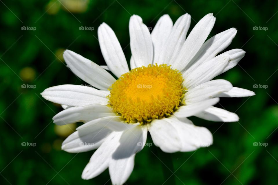 White Wildflower