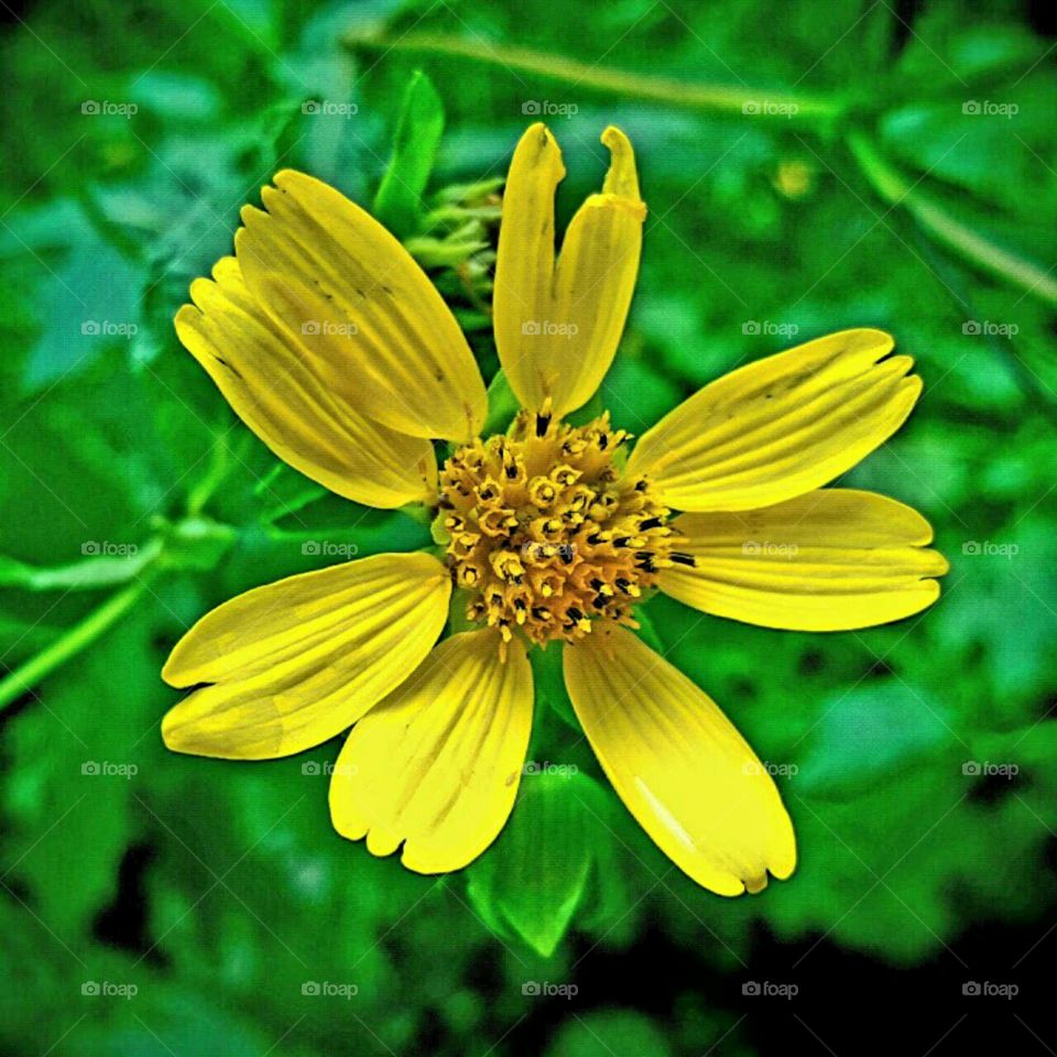 yellow wild flower