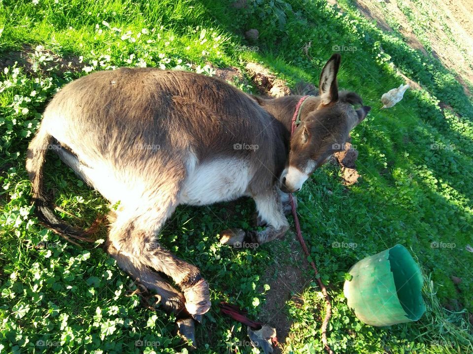 A donkey sleeping on the green lawn.