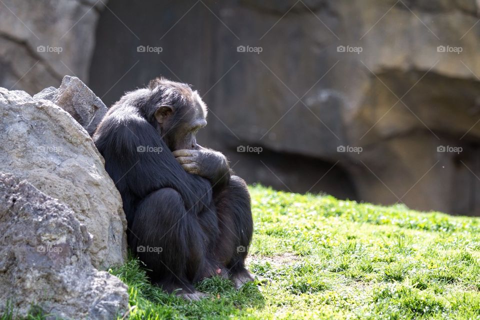 Sad monkey on grass