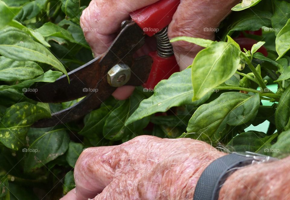 Human hand cutting basil