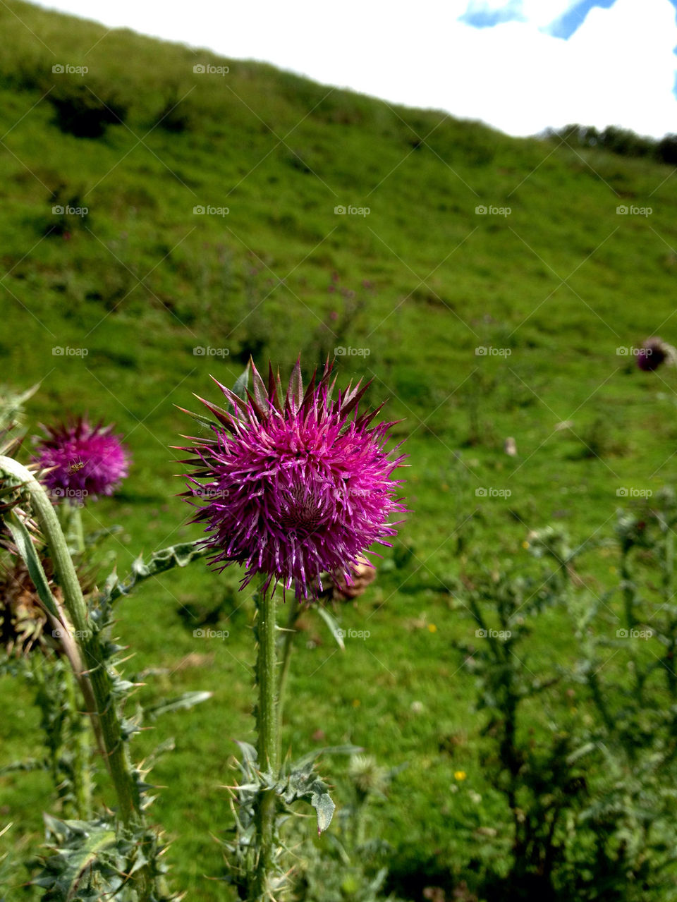 field thistle valley kent by dannytwotaps