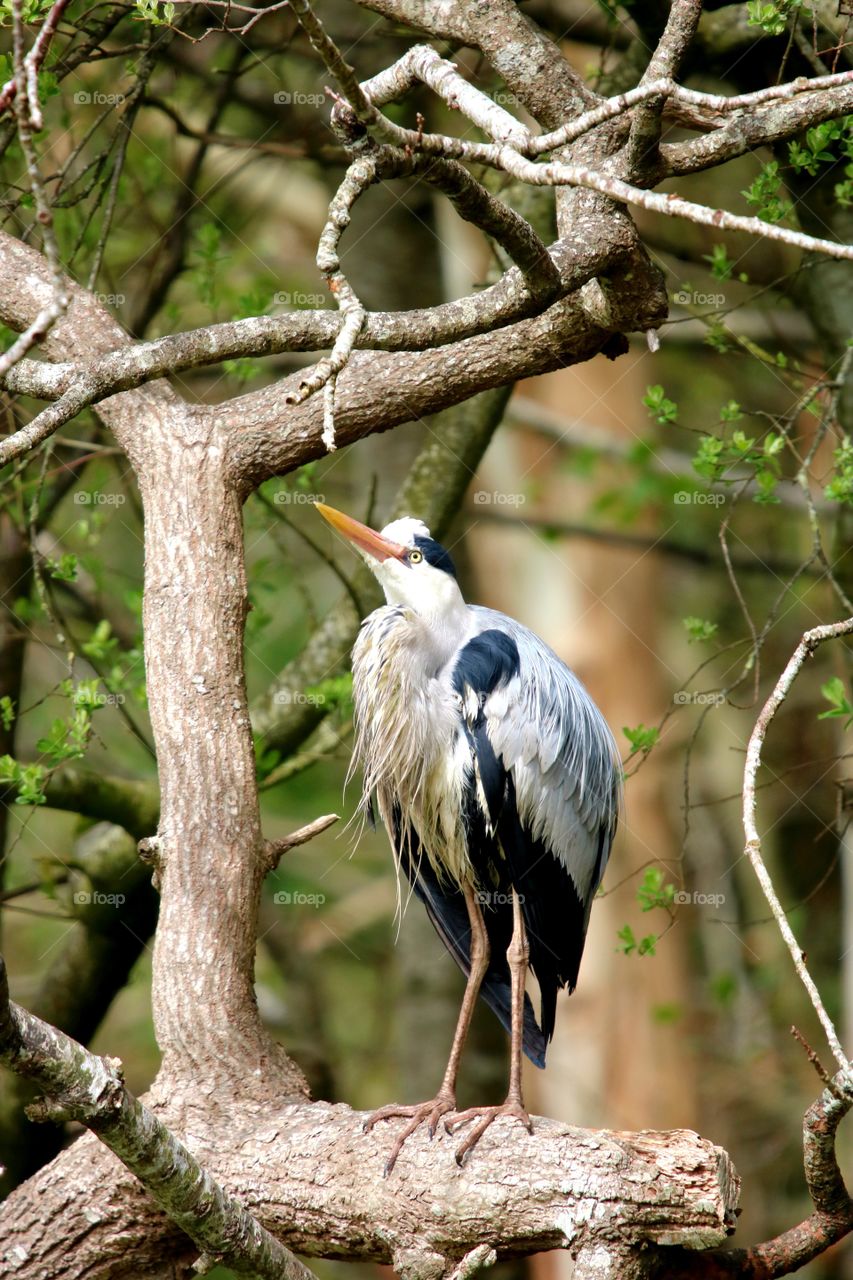 Somewhere between the branches - gray heron