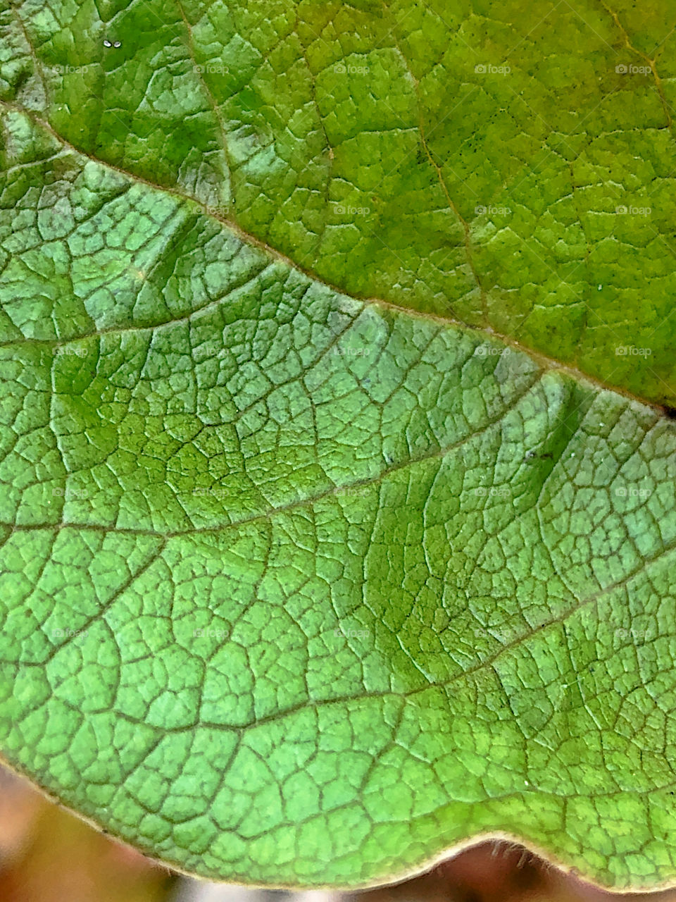 Green Leaf Veins 