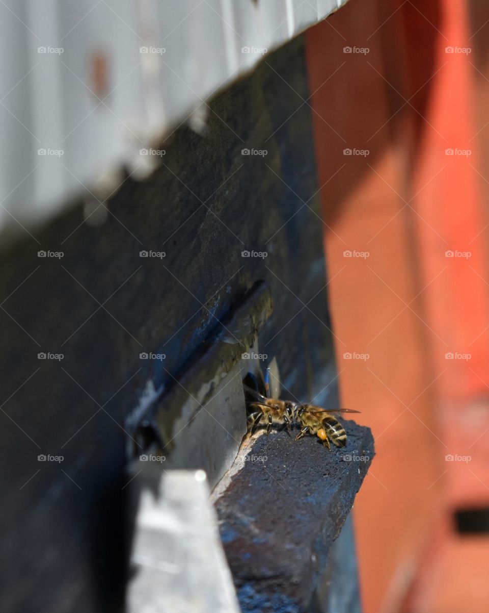 Bees bring pollen into the hive