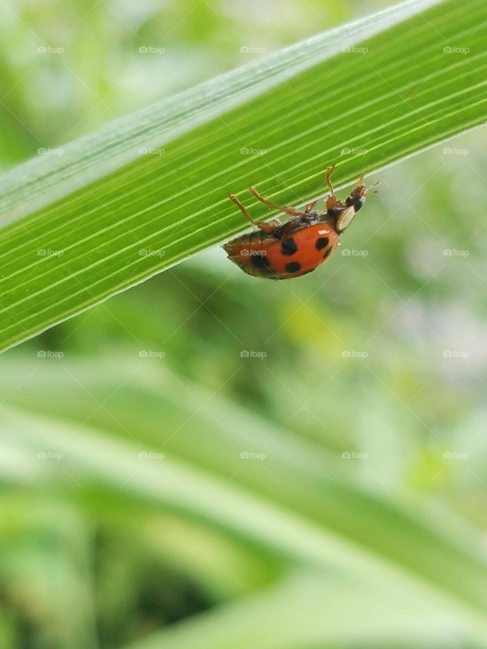 ladybug crawling up leaf, upside down, close-up