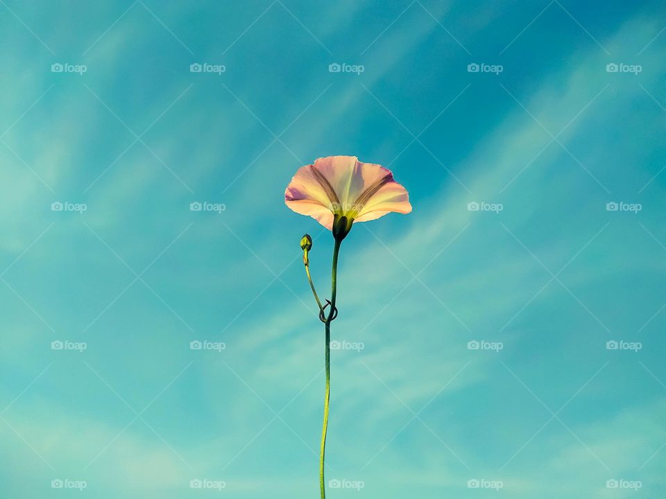 A closeup shot of a bindweed flower and the cloudy sky in the background