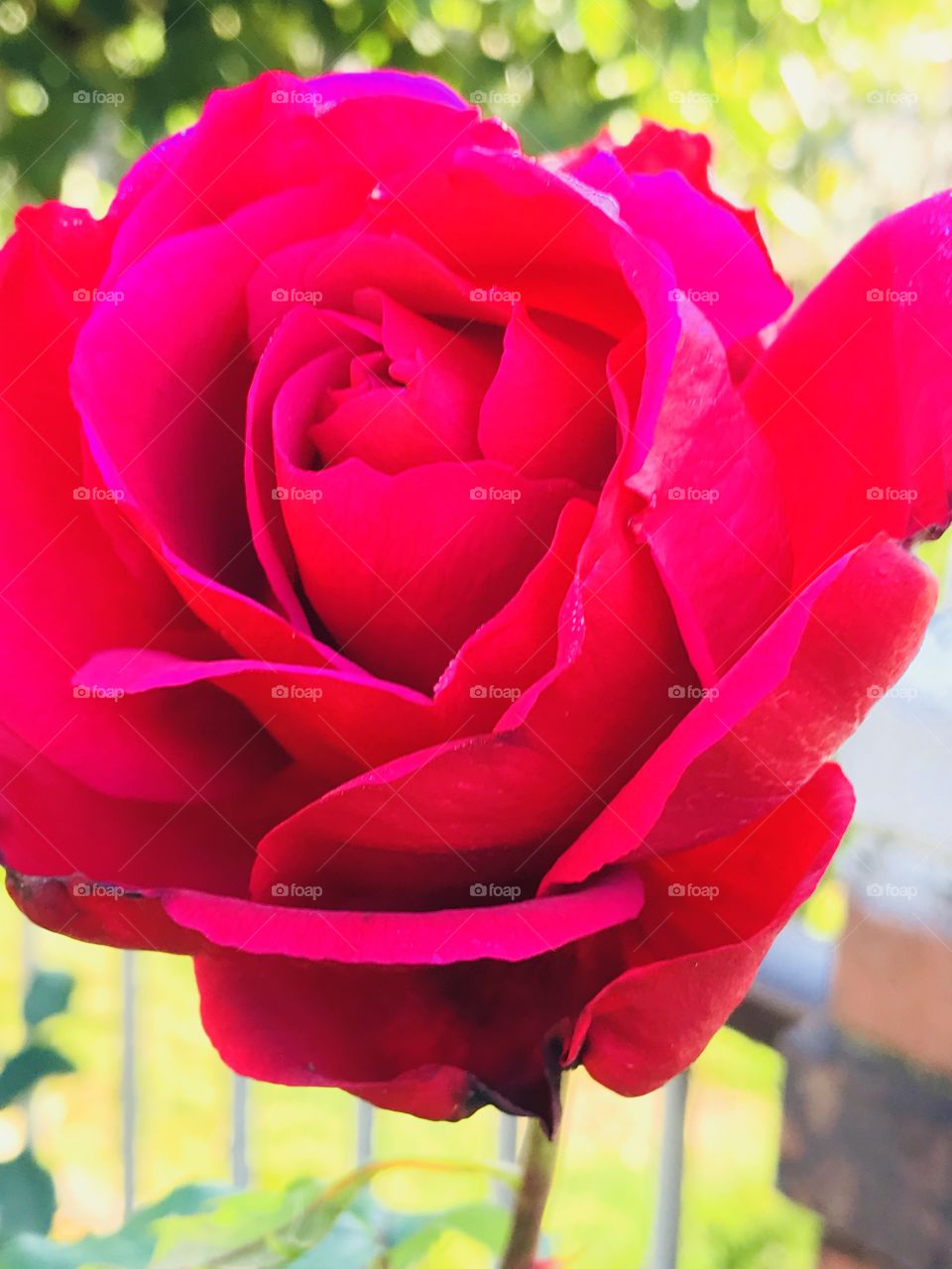 Velvet red rose
