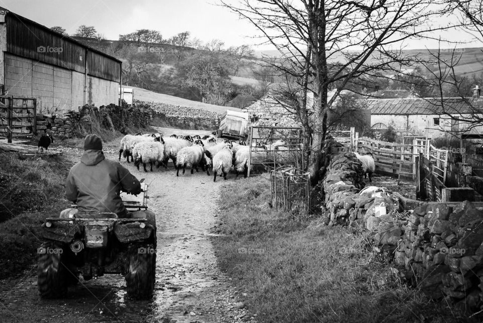 Farming in Nidderdale