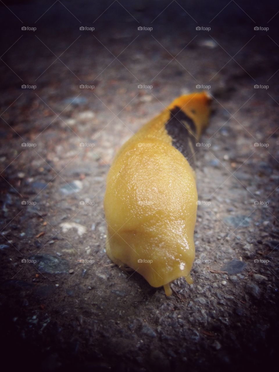 Banana Slug. A big yellow slug