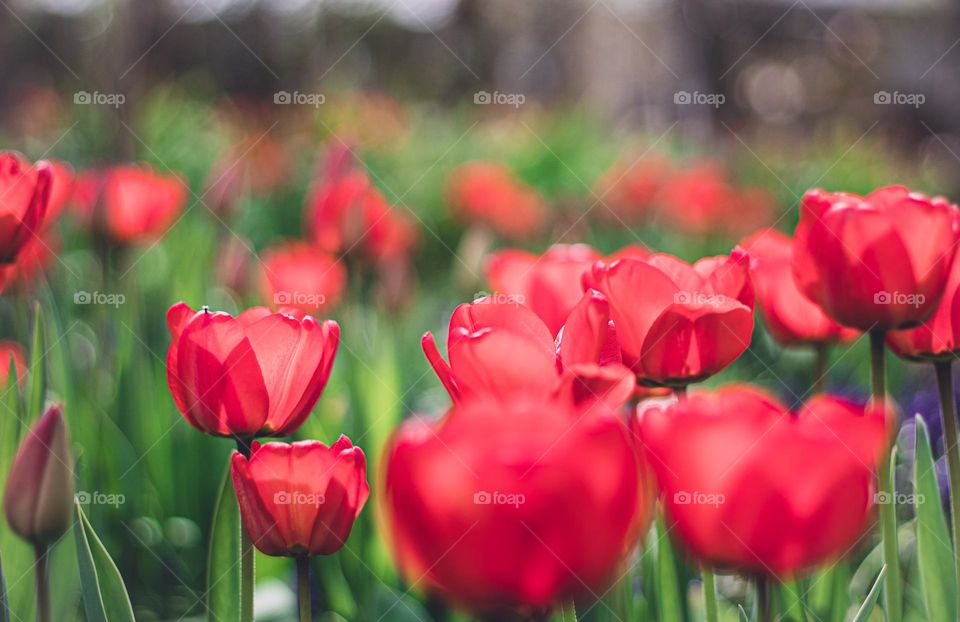 Red tulips