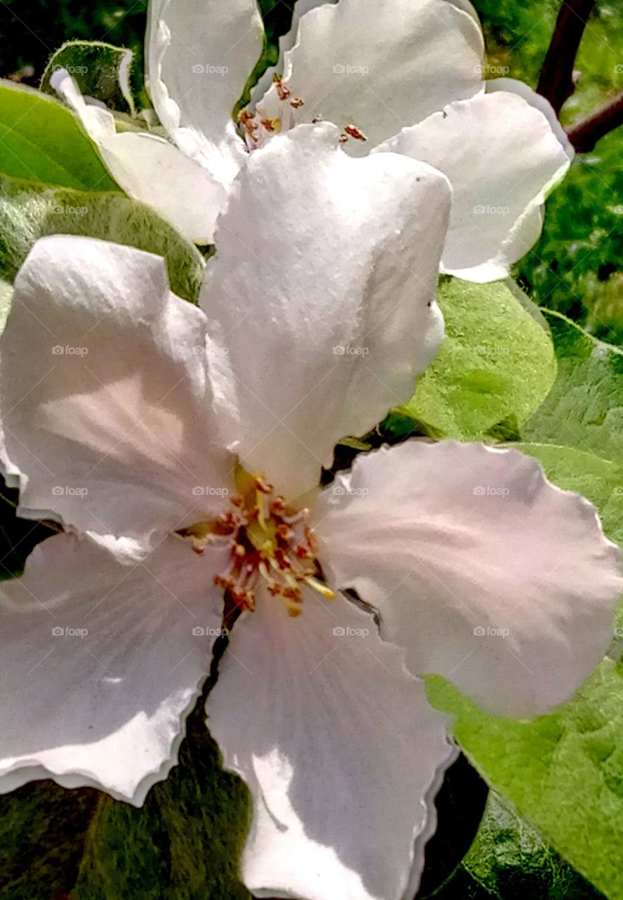 Яблоня в цвету