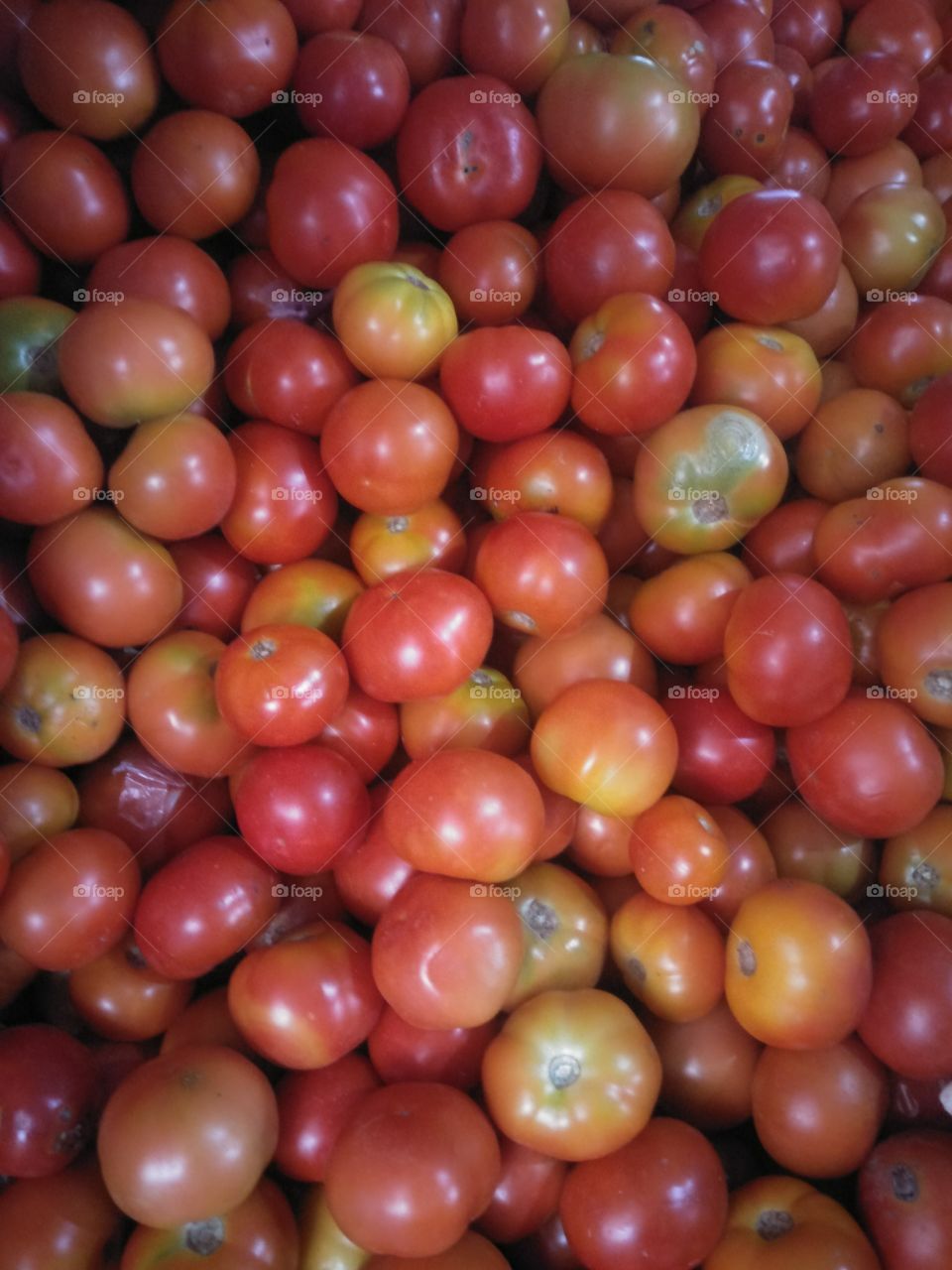 tomato