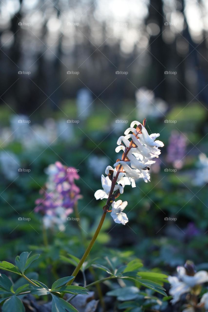 Devínska kobyla blooming