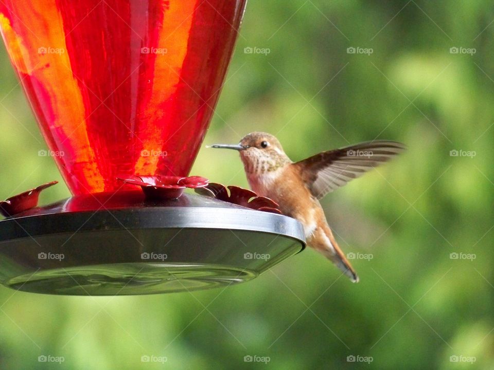 Annas Hummingbird