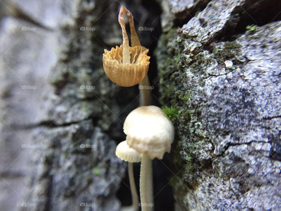 Drying mushroom macro