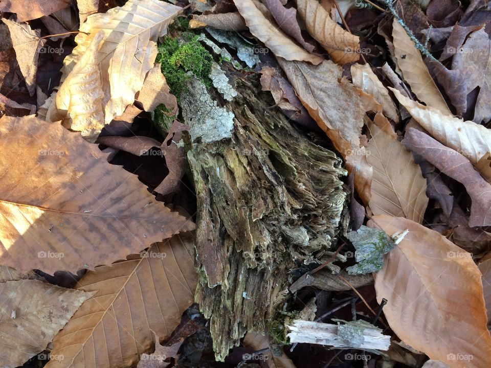 Stick on the forest floor